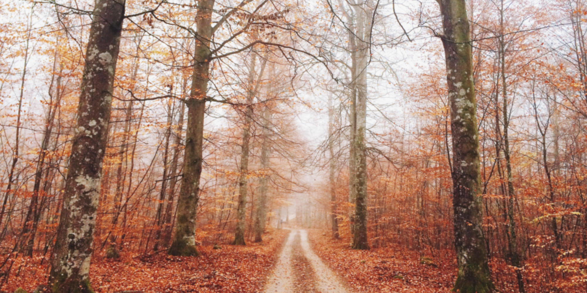 road in forest in autumn